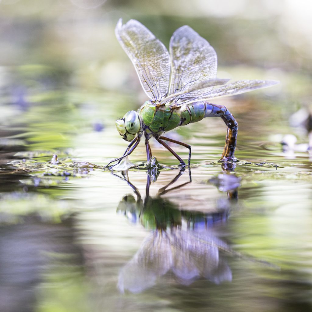 Kleines Wasserwunder am Wegrand: Eine Grosse Königslibelle bei der Eiablage