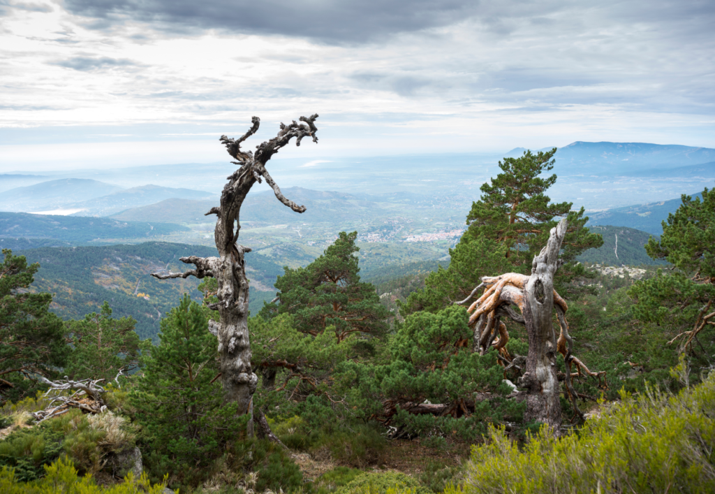Kiefernwald in den Siete Picos auf dem Schmidt-Weg: Die Herausforderung unter den besten Wanderwegen Madrids