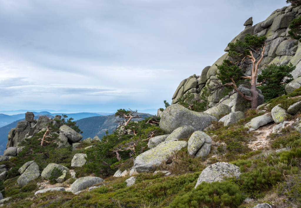 Beste Wanderwege Madrid: Kiefernwald in den Siete Picos