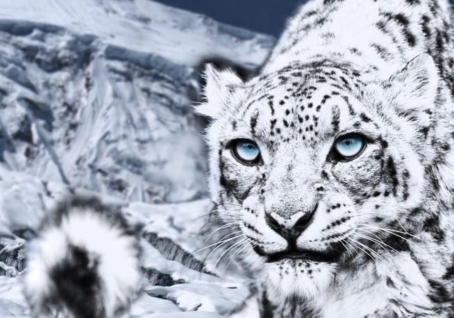 DYNAFIT_Snow Leopard Day_Image