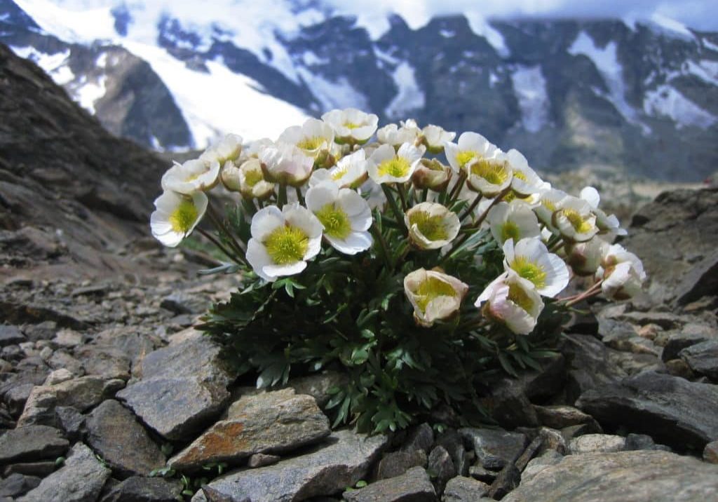 Der Gletscherhahnenfuss (Ranunculus glacialis) ist eine typische hochalpine Pflanze, die in den meisten Gebirgsregionen Europas vorkommt. Bild: SLF/Cajsa Nilsson