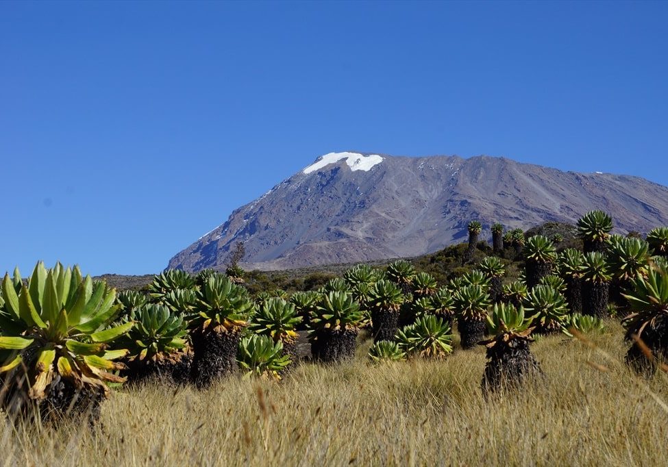Trekkingreise Kilimanjaro 2